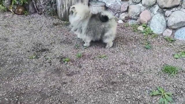 Мальчики померанского шпица смотреть онлайн