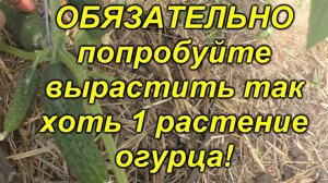 🔥 Самые ранние огурцы на грядке! Проверенный способ посадки, который работает! 🥒⏳