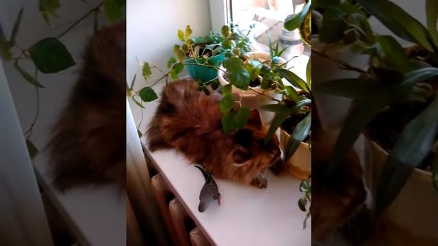Наглый попугай смотреть онлайн