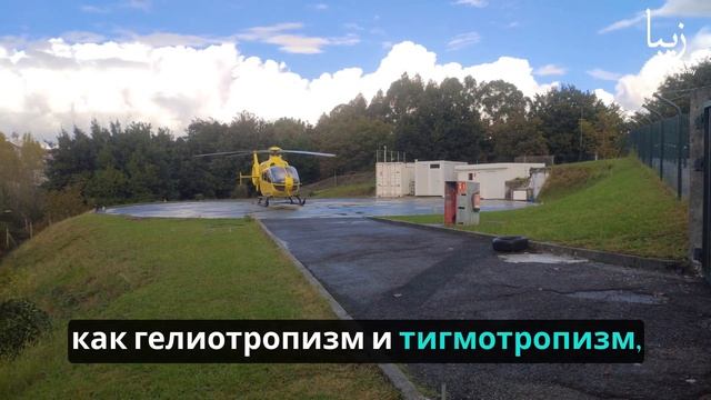 Растения мыслят? Развенчиваем миф о растительном сознании смотреть онлайн