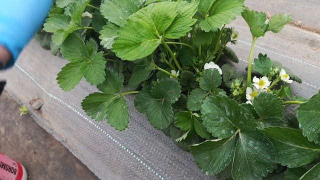 Ошибка 90% садоводов! Почему без бора и цинка клубника м смотреть онлайн