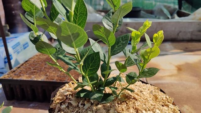 Архитектура куста голубики. 2е лето жизни.