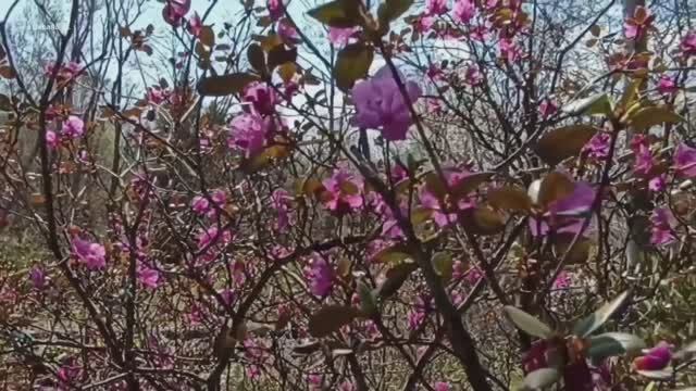 Прогулка в южно-сахалинском ботаническом саду. Май 2023 года.mp4