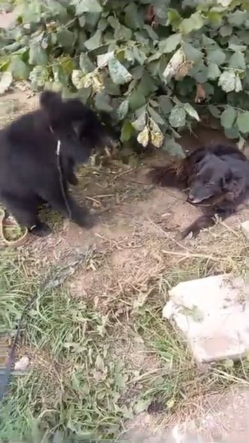 ТА САМАЯ СОБАКА, С КОТОРОЙ ИГРАЛ ТРАВОЯДНЫЙ ГИМАЛАЙСКИЙ МЕДВЕЖОНОК смотреть онлайн