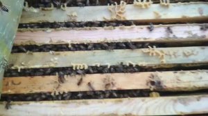 Як зимує БАКФАСТ на сході України.  Ціна пакетів на 2022 рік