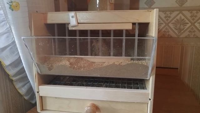 Сторожевая перепелка на посту), вместе с собаками реагирует на сигнал домофона смотреть онлайн