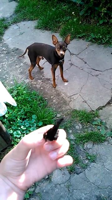 Собака боится бабочки... смотреть онлайн