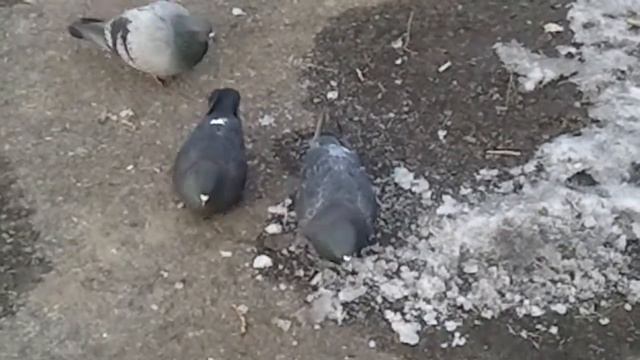 ПРИКОЛ, голуби жрут лед смотреть онлайн