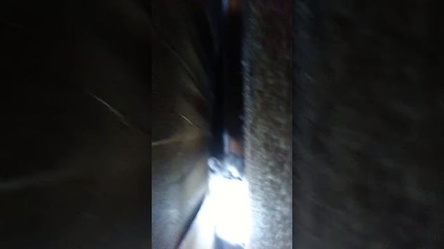 Котёнок и персик шутники