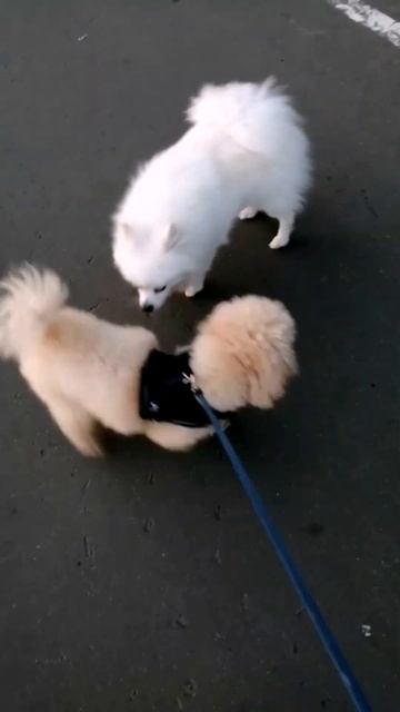 Брунтик на прогулке.#пудель #шпиц #собака #shorts