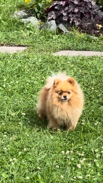 #2024 #dance #собака #шпиц #собаки #видео #тренды #лето смотреть онлайн