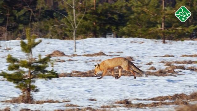 Моя неизвестная страна. Анонс. Канал Зоо ТВ