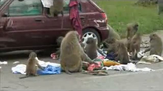 Супер Смех Видео Приколы Курьезы Юмор Прикольно Веселые Животные Топ Лучшие Позитив смотреть онлайн