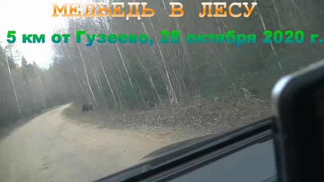 Медведь на дороге. 28 октября 2020 г.