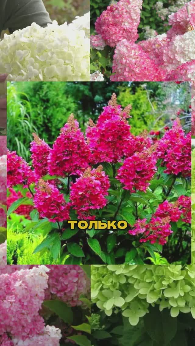 Эти гортензии как сумасшедшие - цветут пышнее всех!🌸🔥 смотреть онлайн