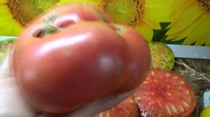 Томаты - гиганты. Томат Зураб Кухинидзе. Подробный обзор сорта и дегустация.