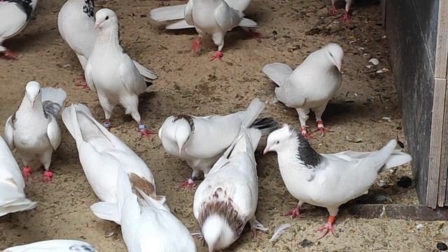 15.05.2025г Мраморные Шейки Дяди Гарика и Давида (Мишки) смотреть онлайн