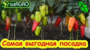 ПЕРЦЫ ЛЮБЯТ ТЕСНОТУ? Самая выгодная посадка перца в теплице и в открытом грунте. Размещайте перец.