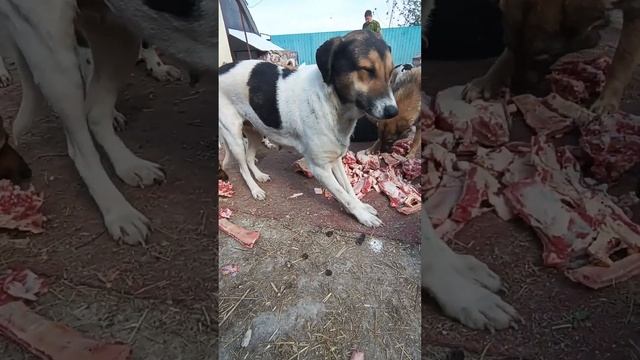 #помощьбездомнымживотным #ямыилюша #raccoon #анапа ##reels