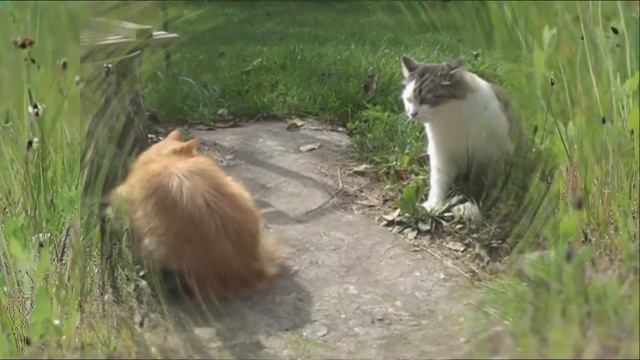 Здесь я хозяйка!! смотреть онлайн