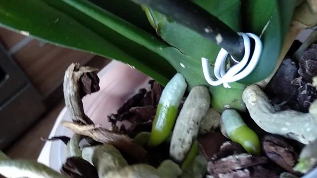 ДАЖЕ цветоносы орхидеи ОЖИВУТ! корни ТОЖЕ! поливать МО смотреть онлайн