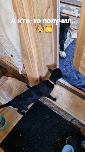 Котопсы #Алтай #кошка #собака