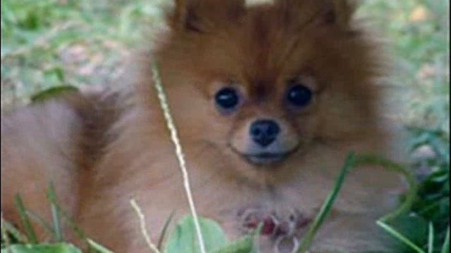 мои  животные) =3