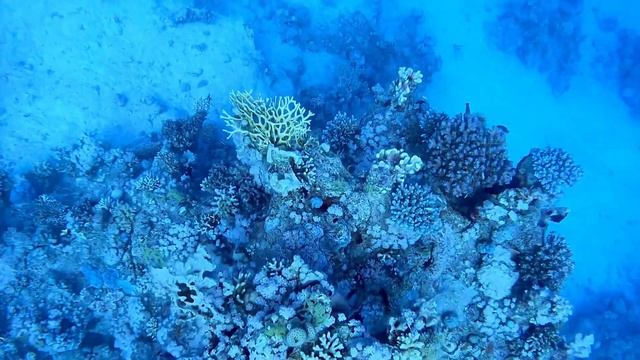 4К Дайвинг на рифе Ras Katy, Sharm El Sheikh, Egypt. смотреть онлайн