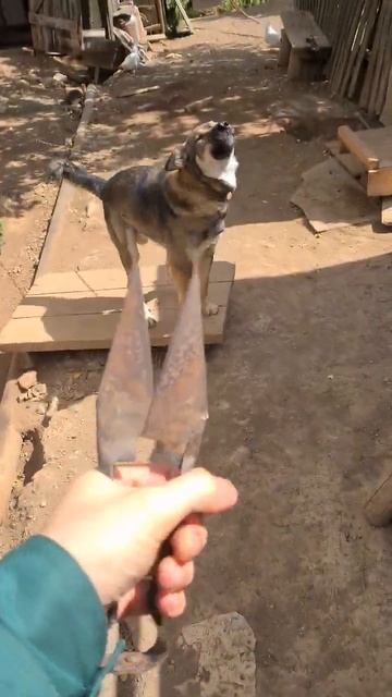 Будем стричь  собаку