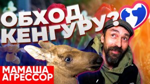 Обход: мамаша-агрессор, лосенок и другие пациенты