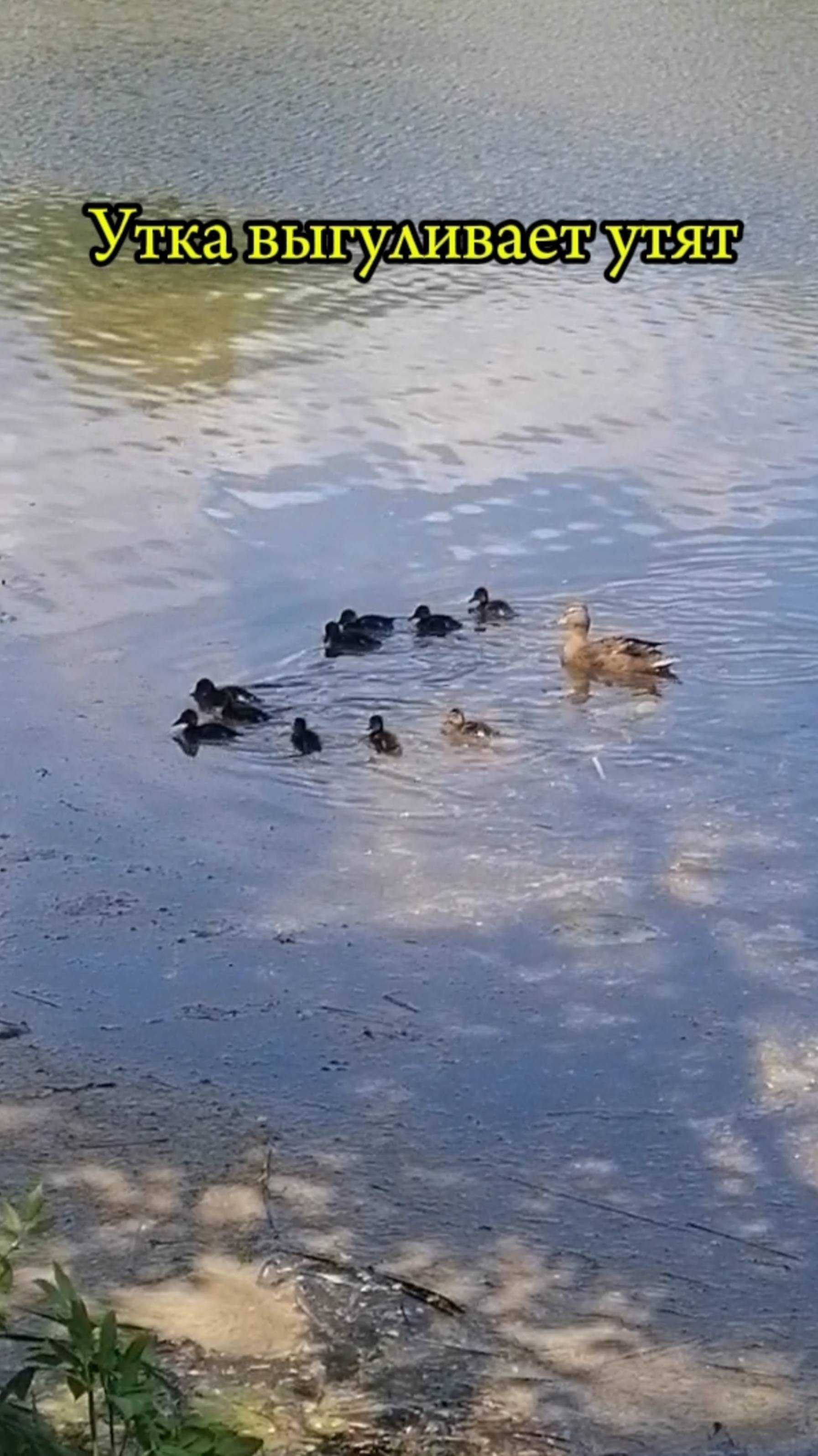 Уточка выгуливает утят. Река Свияга смотреть онлайн