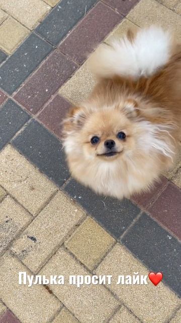 Померанский шпиц танцует ❤️