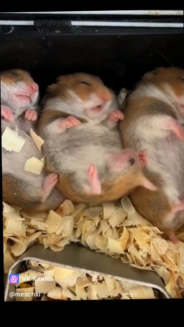 Приколюшки😆