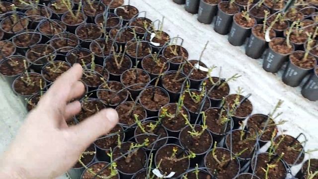 Высаживаем черенкованные клематисы в новый состав субстрата смесь торфа с кокосовым волокном! смотреть онлайн