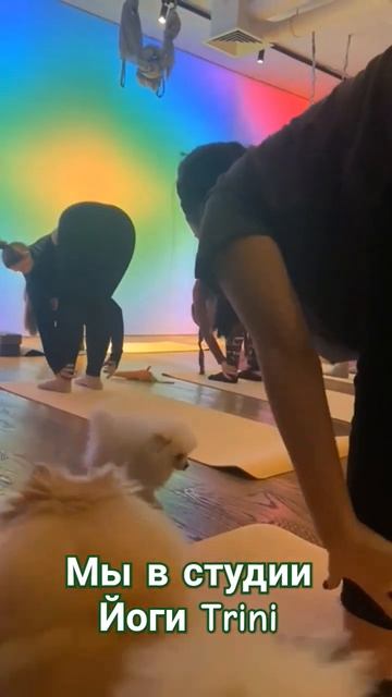 Шпицы в студии йоги S-Class-Fitness в Краснодаре ❤ #шпиц #trini #краснодар смотреть онлайн
