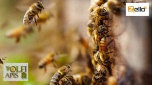 04.05.20г. Z-рация, канал "Творческое пчеловодство" Малыхин В.Е., Технология содержания пчел