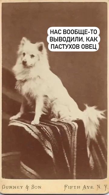 #померанский_шпиц #шпиц #шпицуля #щенкимосква #spits #шпицбу #spitsfire #москва #щенки #померанский