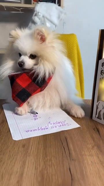 Новые нервы на Новый год 🫢 #бонди #шпицалогия #пушистыйдруг #померанец #мем смотреть онлайн