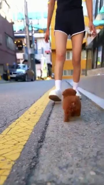 Корейские Микро Щенки в России на Www.micropet.ru