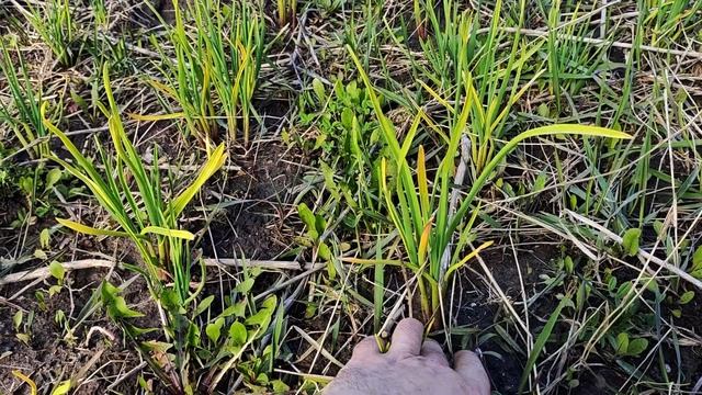 Мини грядки и теплица - и вот почему смотреть онлайн