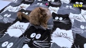 Голодная кошка заболела. Что же произошло? (SANISHOW)