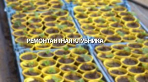 Ремонтантная клубника