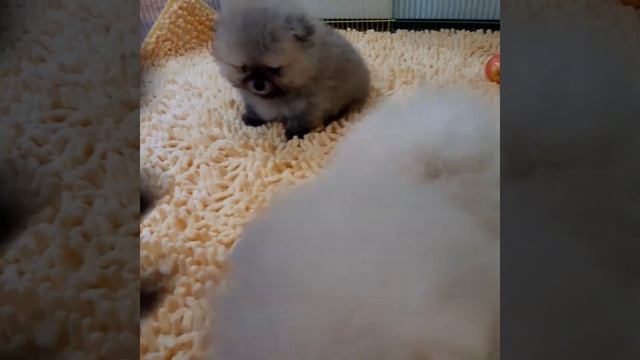 Щенки тойшпиц питомник 