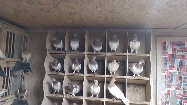 26 февраля 2020 г.Венгры Алексей Электроугли смотреть онлайн