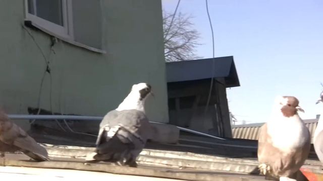 Воронежские Зоревые голуби. Ключников В. Чижовка смотреть онлайн