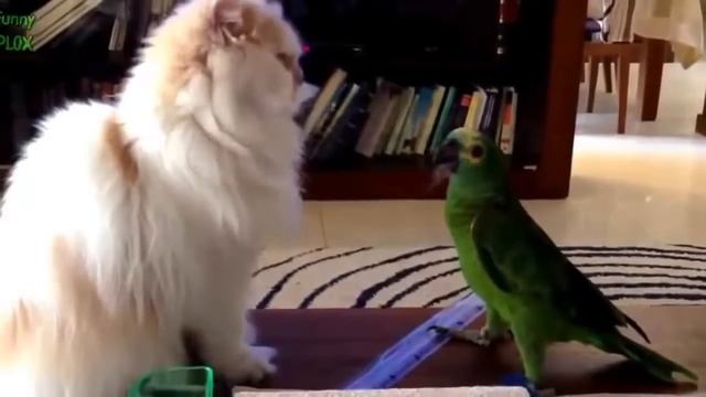 Приколы с животными Наглый попугай и кот! смотреть онлайн