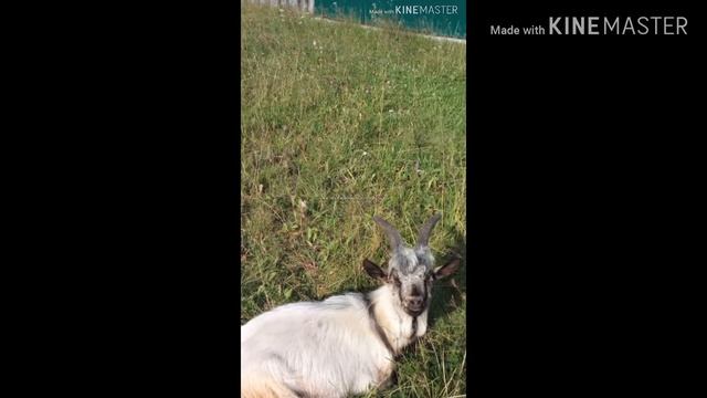 СМЕШНОЕ ВИДЕО ПРО КОЗ 2! СМЕШНО ДЕТЯМ С 5+ смотреть онлайн