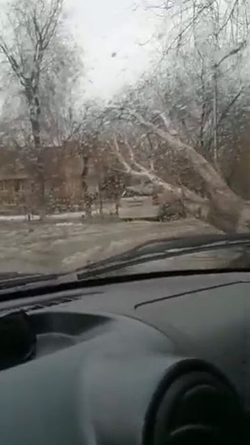 Дерево раздавило машину в Астрахани