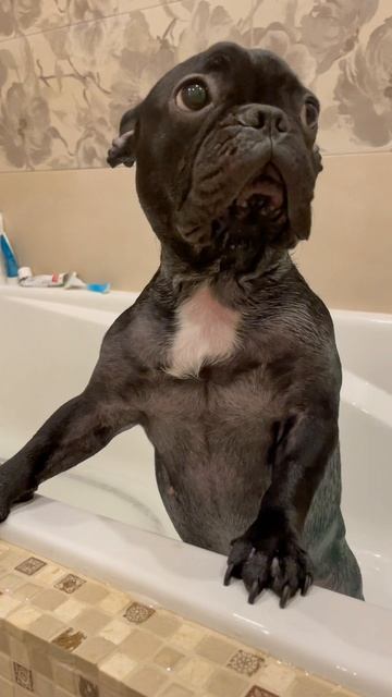 🤣🙌Ванна и собака смотреть онлайн