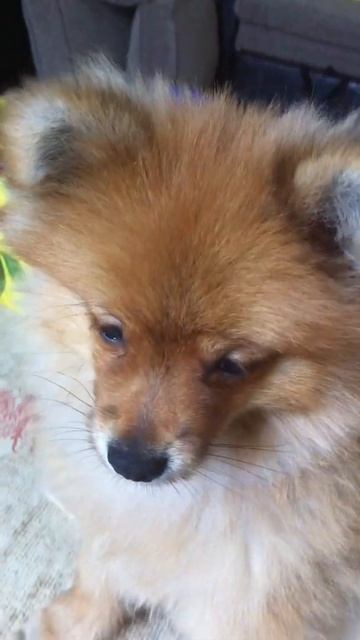 Померанский шпиц